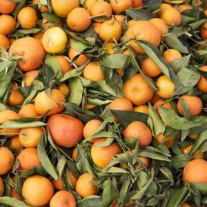 Domaća naranča 1 kg